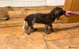 German Shorthaired Pointer dogs for sale: stunning German Shorthaired Pointer Pups  - Image 2