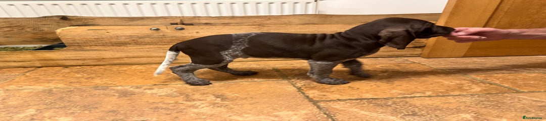 German Shorthaired Pointer Puppy 1