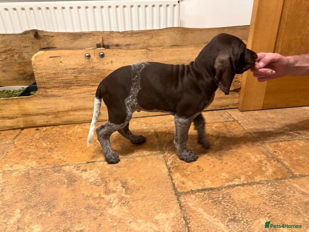 German Shorthaired Pointer dogs for sale: stunning German Shorthaired Pointer Pups  - Image 2
