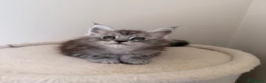 Maine Coon 2