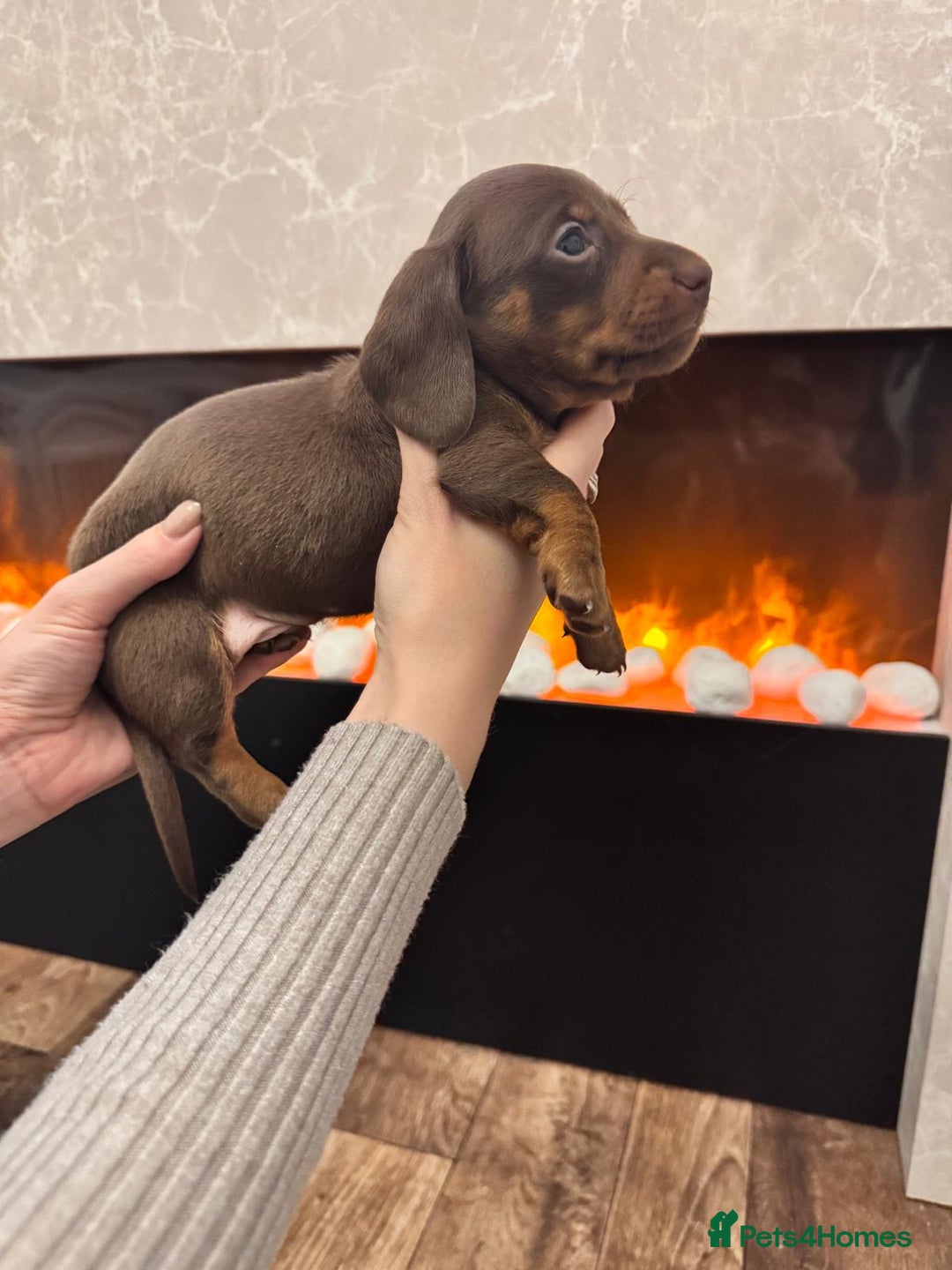 Miniature Dachshund dogs for sale: 2 chocolate miniature dachshund puppies  - Advert 9