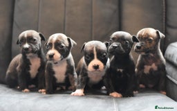 Staffordshire Bull Terrier dogs for sale: Stunning KC Staffordshire bull terrier puppies - Image 9