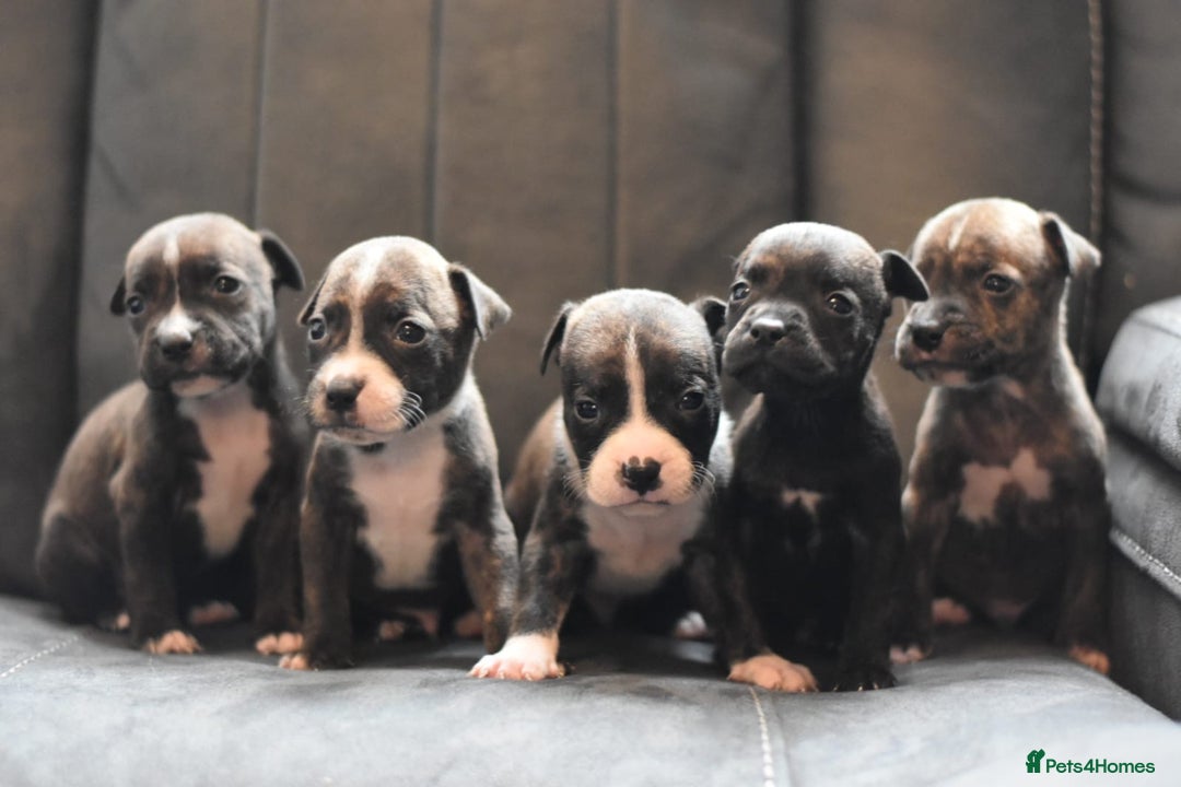 Staffordshire Bull Terrier dogs for sale: Stunning KC Staffordshire bull terrier puppies - Image 9