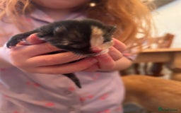Domestic Shorthair cats for sale: Kittens for sale  - Image 3