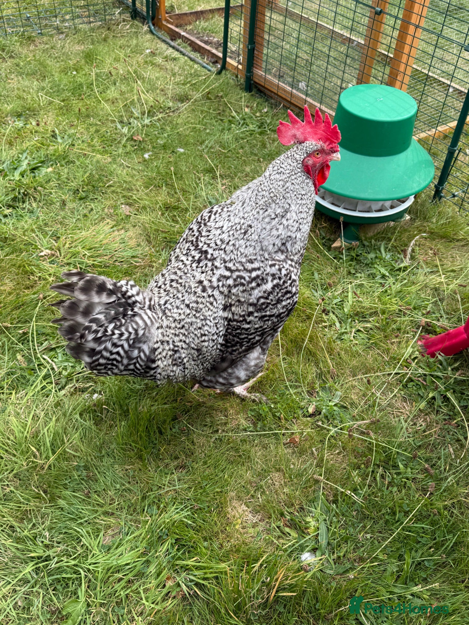 Chickens poultry FREE - French Silver Cuckoo Marans Rooster - Advert 2