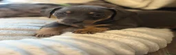 Jackshund dogs for sale: Ready for there forever homes  - Advert 25
