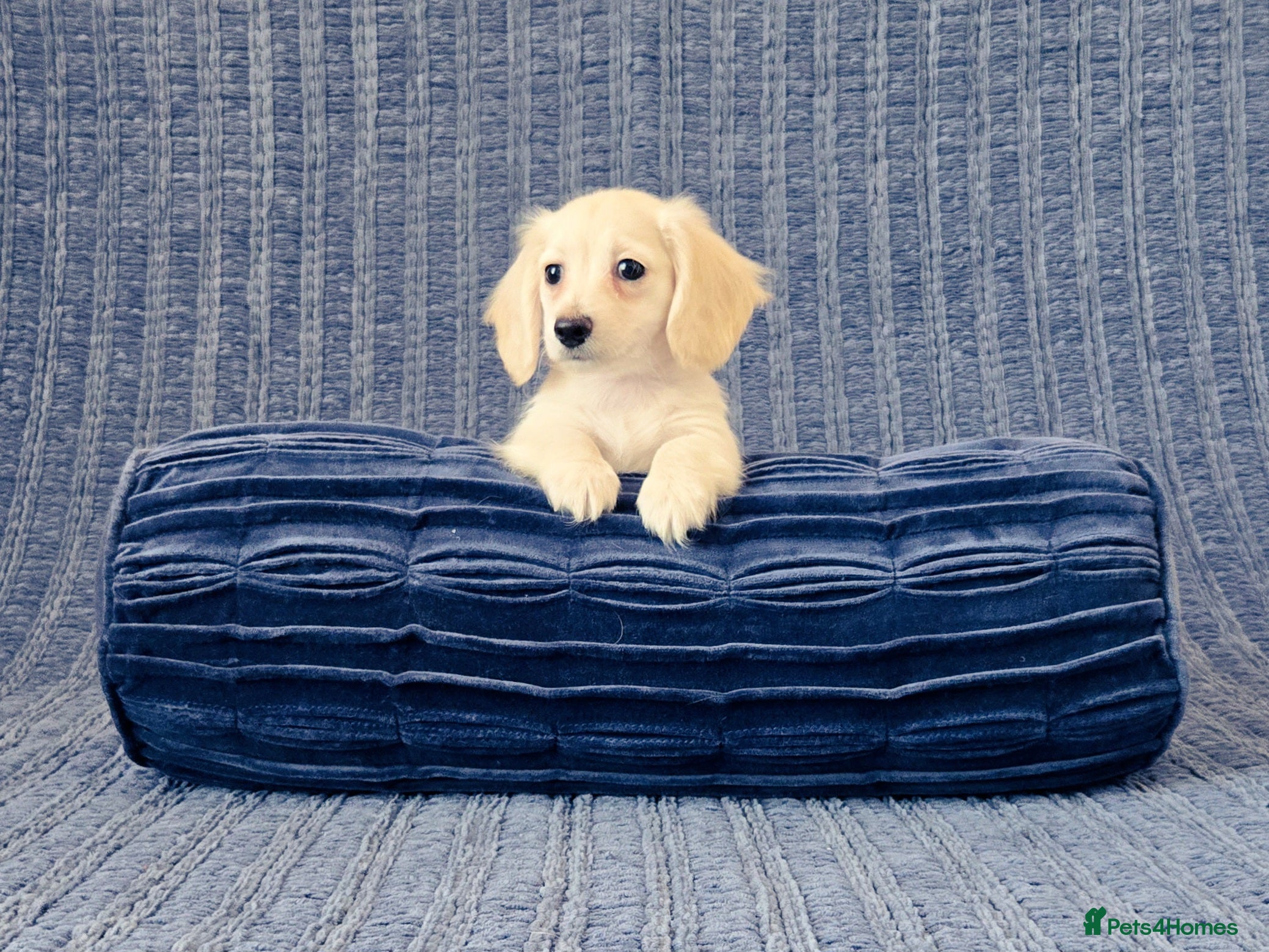 Miniature Dachshund dogs Rare Cream Mini Longcoat Dachshund Puppies - Advert 2