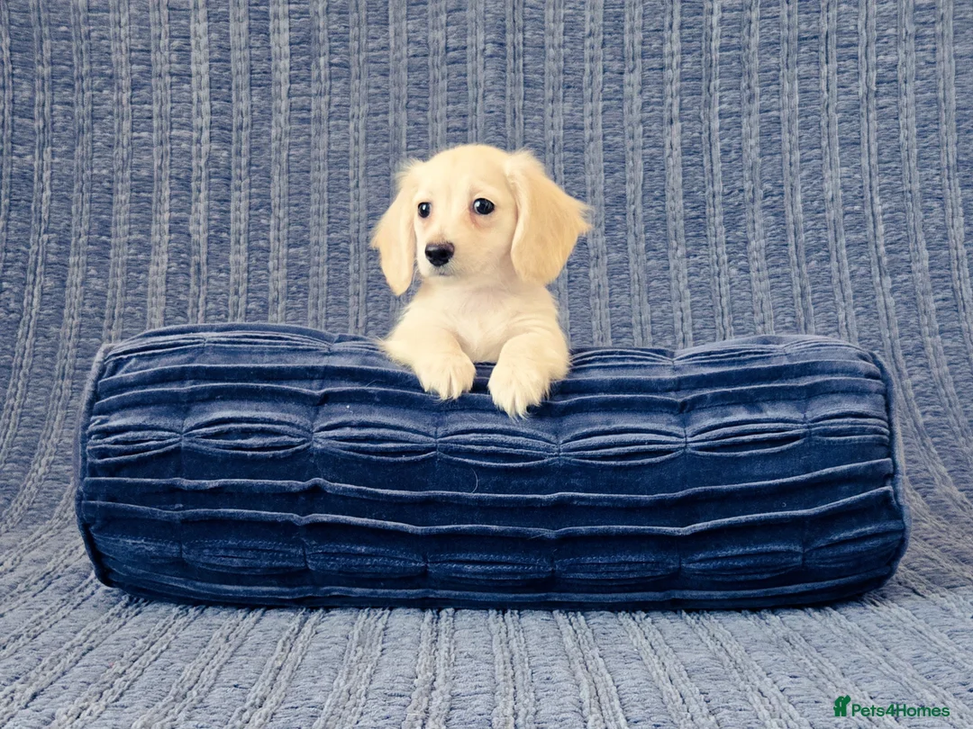 Miniature Dachshund dogs for sale: Rare Cream Mini Longcoat Dachshund Puppies in Dalkeith - Advert 2