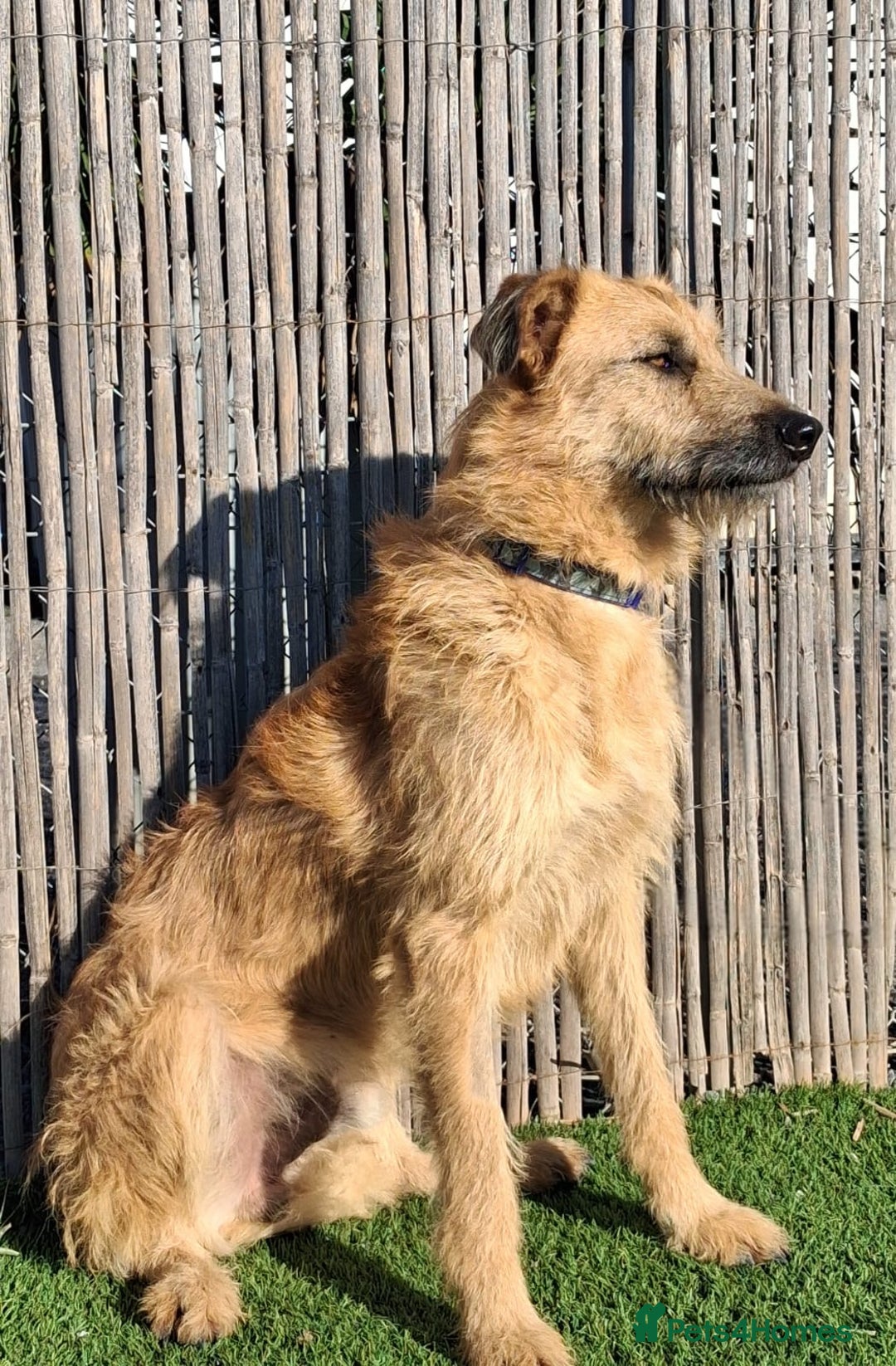 Mixed Breed dogs for adoption: Urgent 🚨 Can you please offer me a home 🏡  - Advert 2