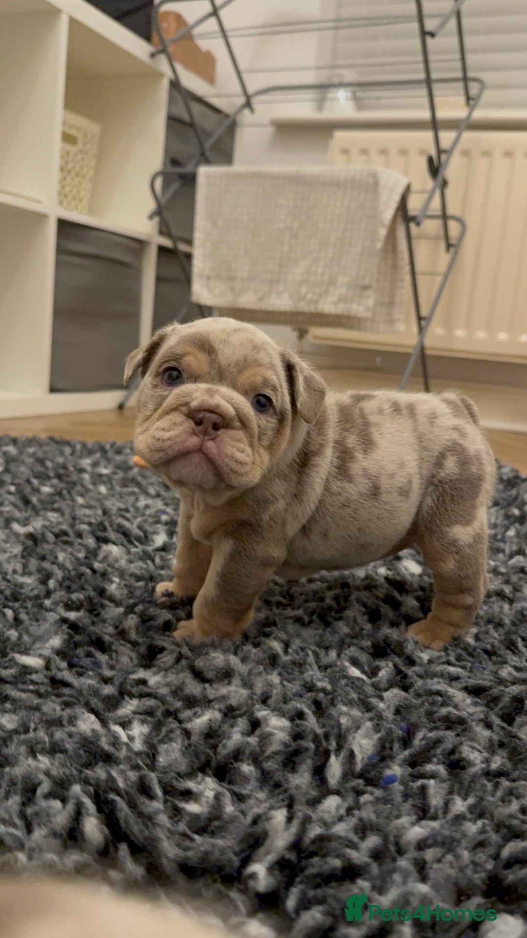 English Bulldog dogs for sale: Lilac Merle female English bulldog puppies  - Advert 14