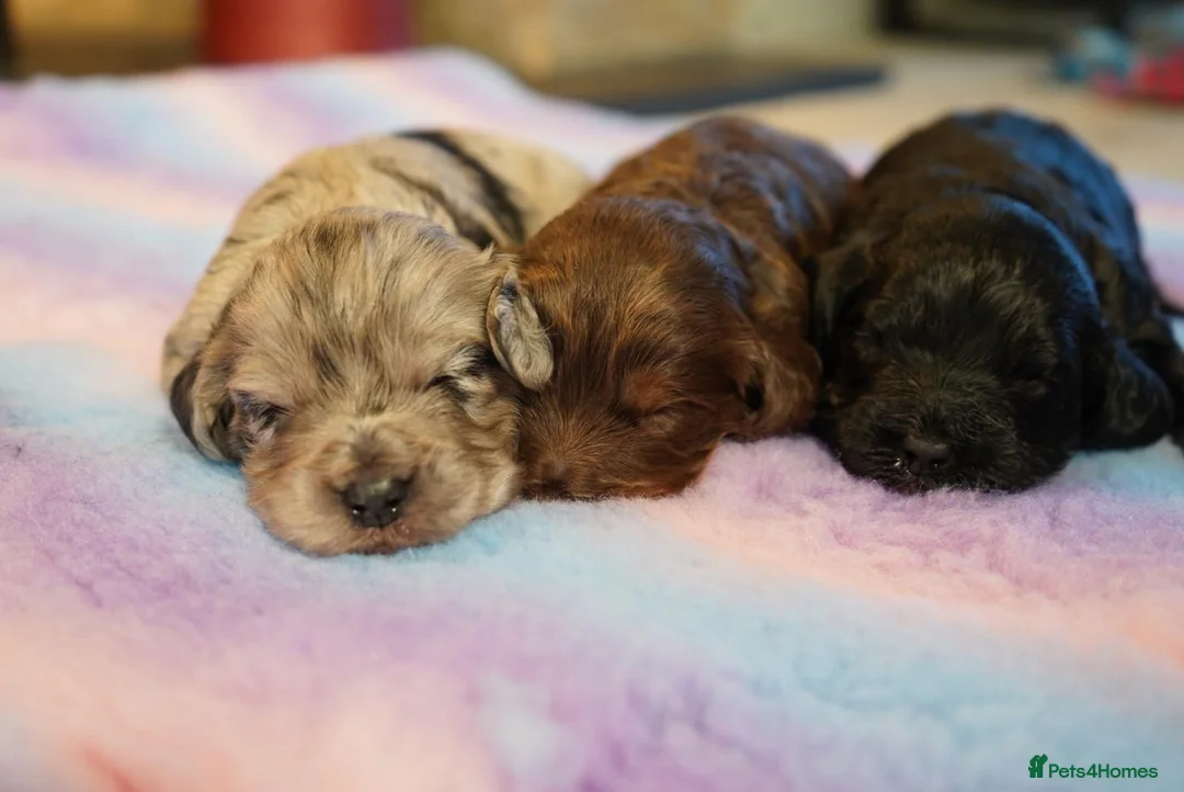 Cockapoo dogs for sale: Beautiful Health Tester Cockapoo Babies 🐾🐾🐾 - Advert 10
