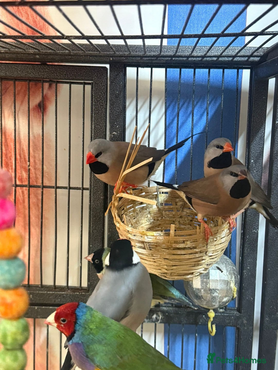 Parrots birds for sale: X BIRDS/PARAKEETS/PARROTS AVAILABLE X - Image 15