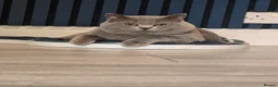 British Shorthair cats for stud: GCCF/TICA British Shorthair Stud - Advert 7