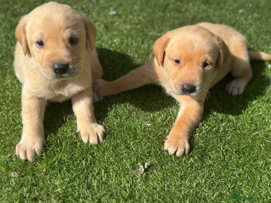 Labrador Retriever dogs for sale: Beautiful top kc line Labrador puppy’s  - Image 12