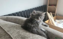 Maine Coon cats for sale: 2 female Maine coons  - Image 6