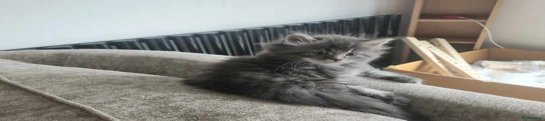 Maine Coon Kitten 2