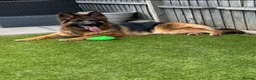 German Shepherd dogs for sale: KC Male German Shepherd  in Brierley Hill - Advert 7