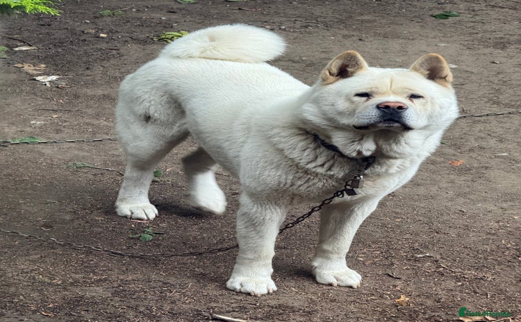 Akita dogs - Advert 1