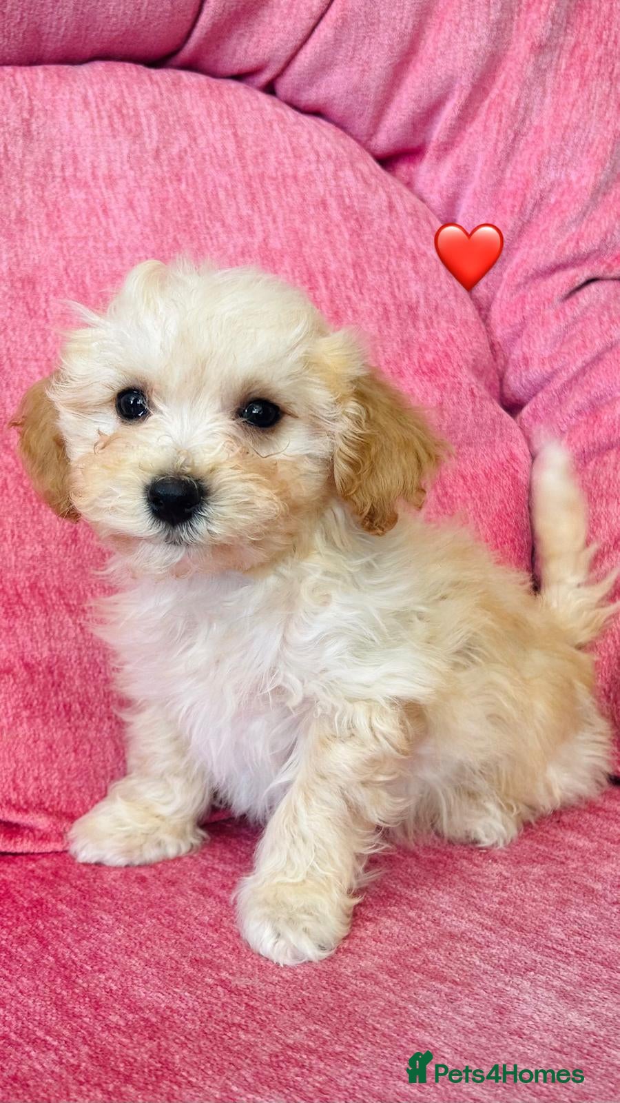 Poochon dogs Gorgeous F1 Poochon puppies  - Advert 2