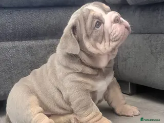 English Bulldog dogs READY TO LEAVE! Lilacs and blues. - Advert 7