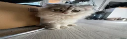 Scottish Fold cats for sale: Scottish Straight ears Kittens available  - Advert 19