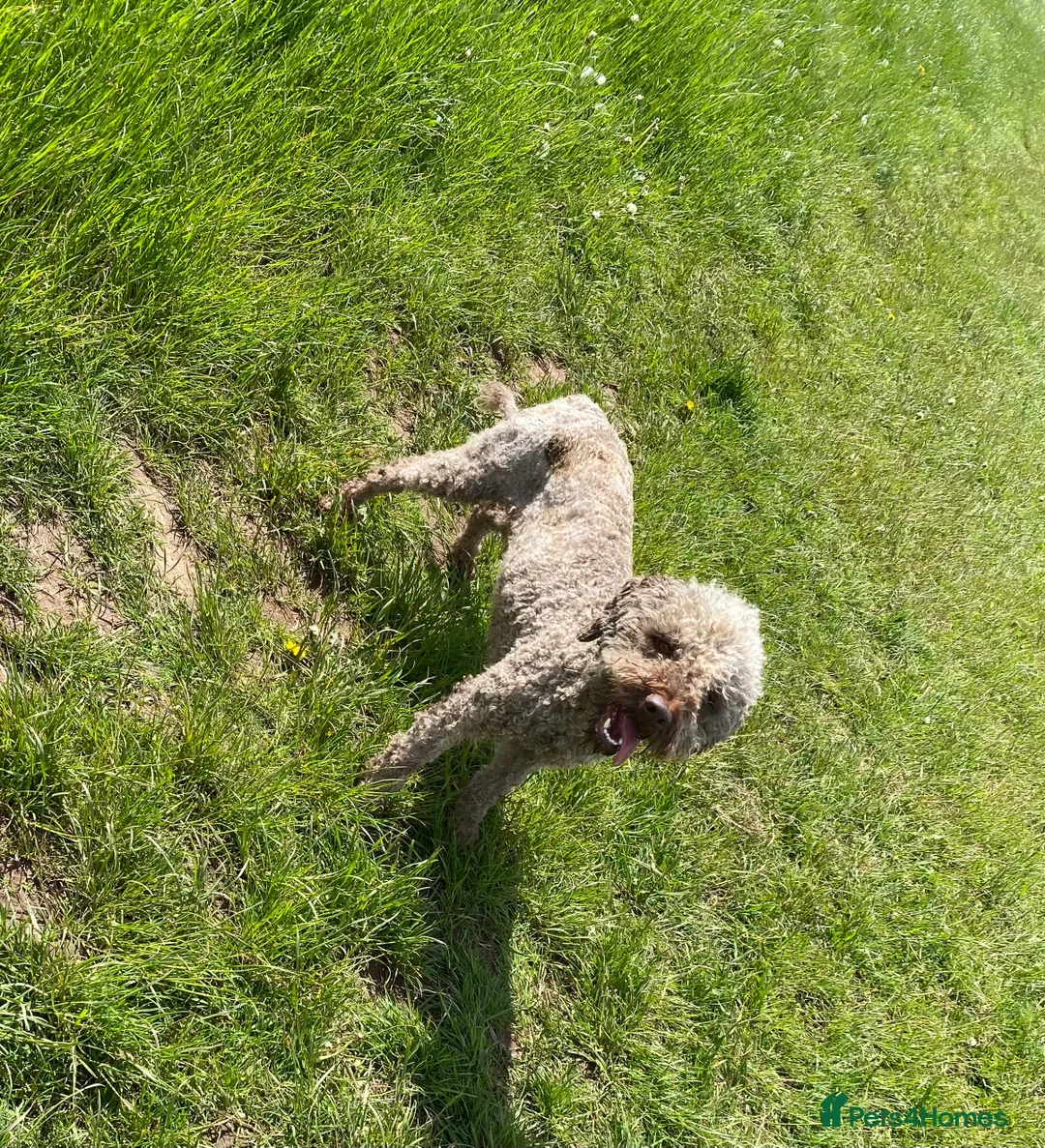 Lagotto Romagnolo dogs for sale: Lagotto romagnolo Puppies  - Advert 12