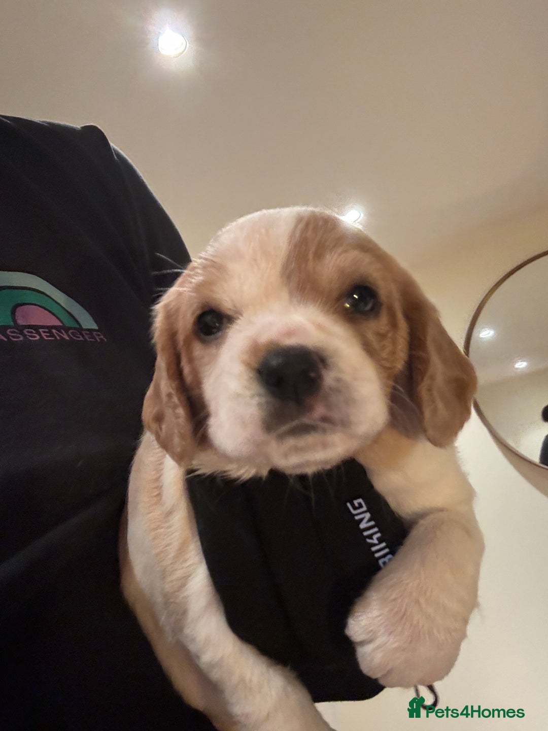 Mixed Breed dogs for sale: Cocker-Jack xCavalier King Charles Spaniel Puppies - Advert 21