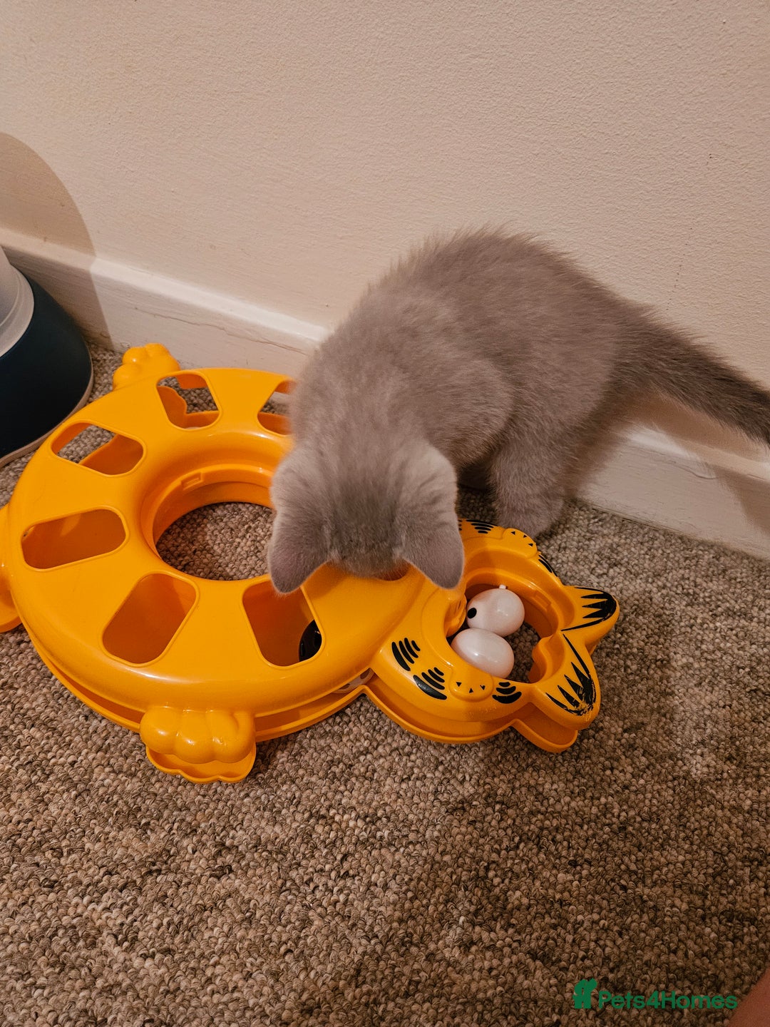 British Shorthair cats for sale: British shorthair kittens  - Image 2