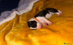 Border Collie dogs for sale: 7 beautiful border collie pups  - Advert 21