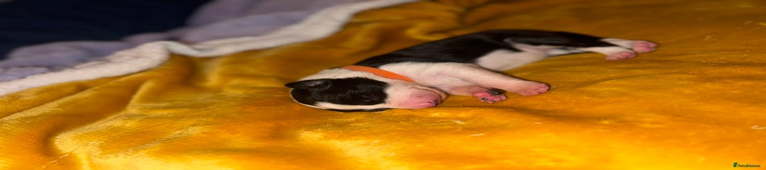 Border Collie Puppy 7 orange 