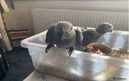 Parrots birds for sale: Tamed African Grey Parrots Available For Sale - Image 8