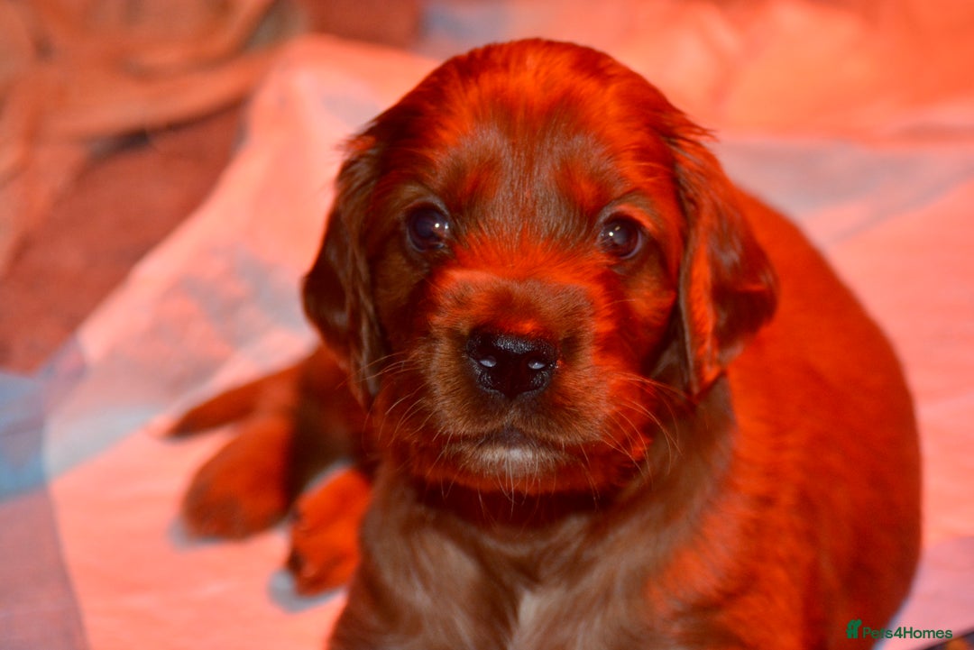 Irish Setter dogs for sale: Quality Irish setter puppies KC Registered - Advert 35