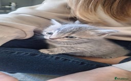 Scottish Fold cats for sale: Beautiful Scottish fold kittens - Image 15