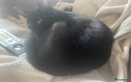 Ragdoll cats for sale: 2 cats for free  - Image 1