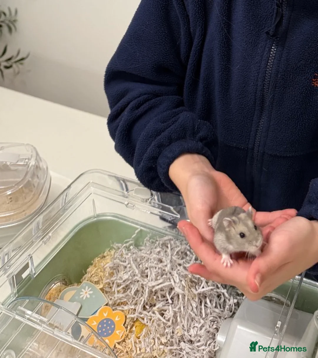 Hamster rodents for sale: Cute grey Russian hamster  in London - Advert 1
