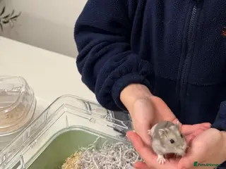 Hamster rodents Cute grey Russian hamster - Advert 1