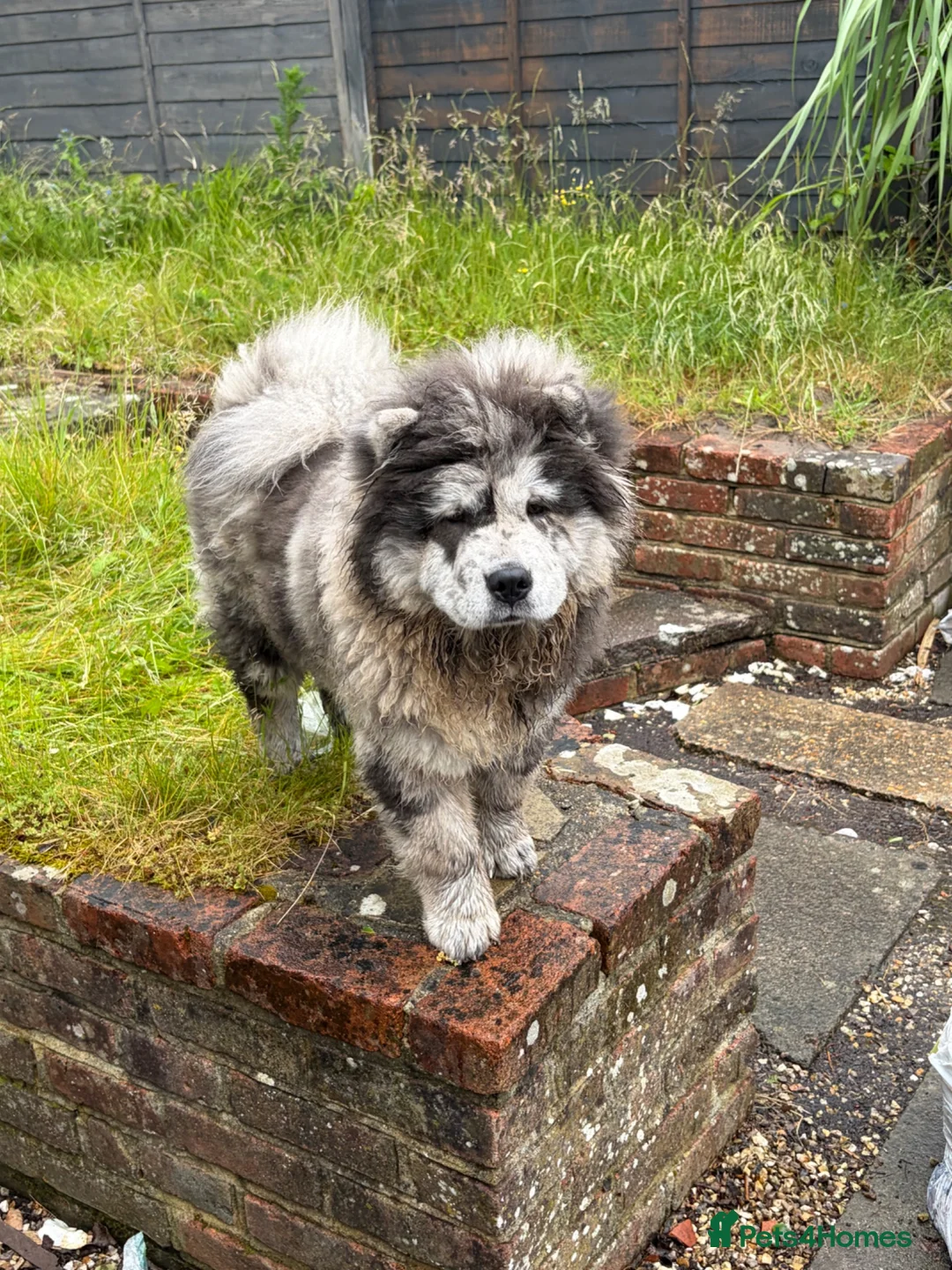 Chow Chow dogs for sale: Mr Rex chow chow  - Advert 1