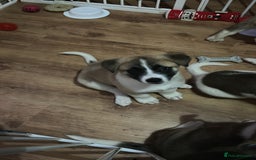 Akita dogs for sale: American akitas - Image 4