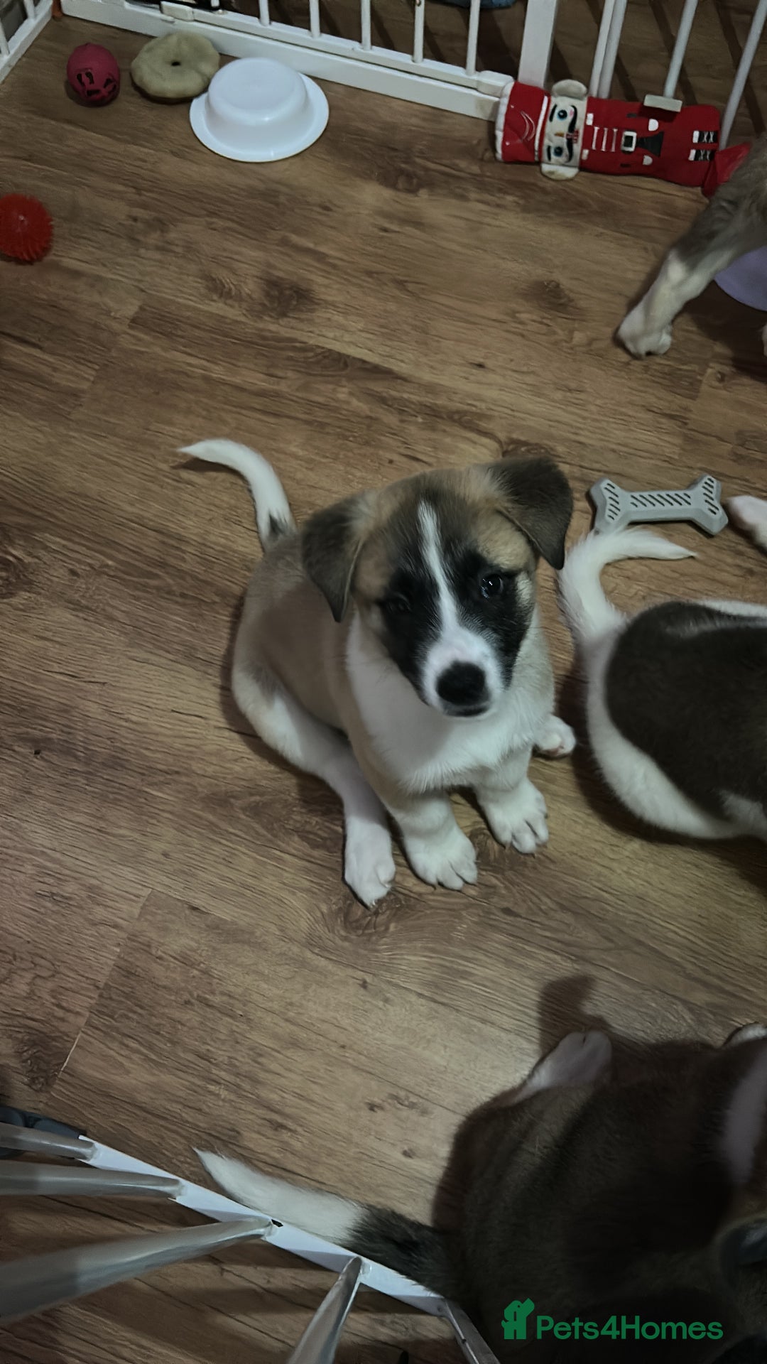 Akita dogs for sale: American akitas - Image 4