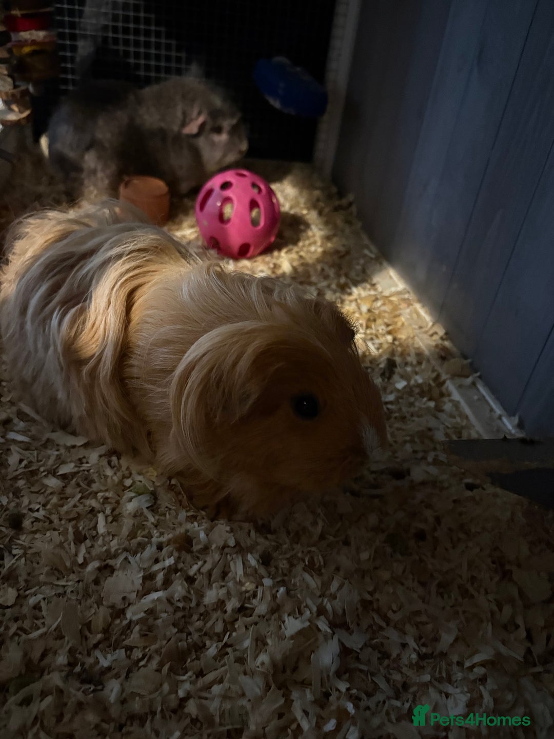 Guinea Pig rodents for sale: Two girls ‘ ivy and iris  - Image 4