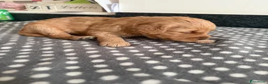 Goldendoodle Puppy 6