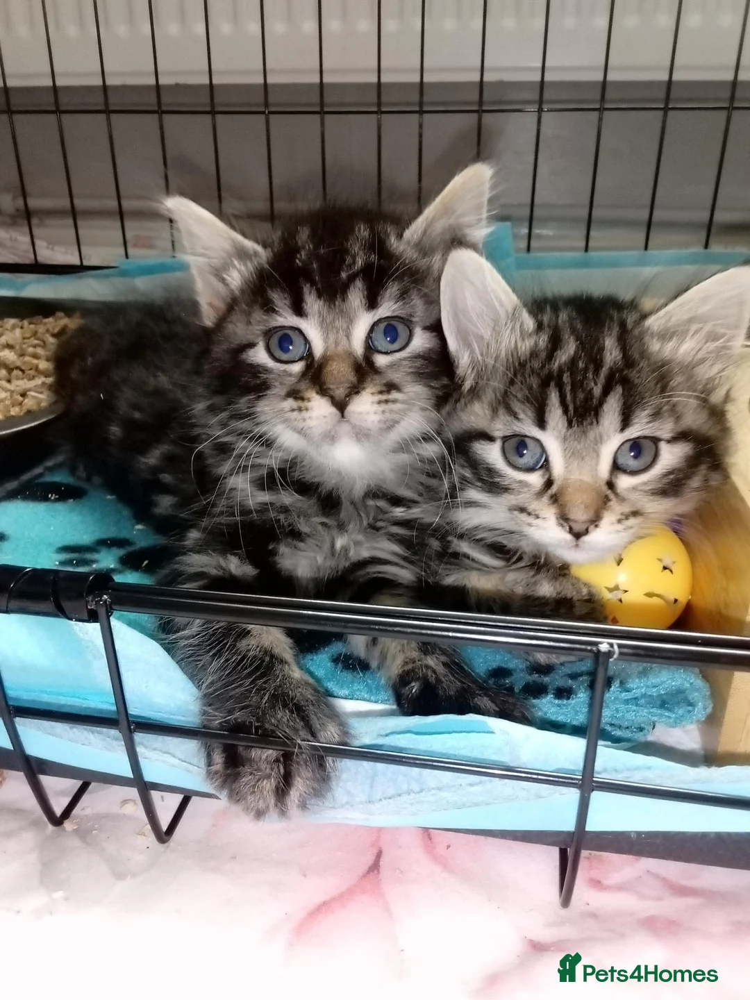 Mixed Breed cats for sale: 5 Fluffy Ragdoll x Tabby kittens  - Advert 1