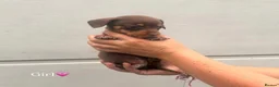 Jackshund dogs for sale: Jackhounds in Weston-super-Mare - Advert 13