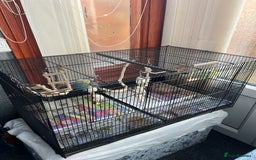 Budgerigars birds for sale: Budgies for sale 2 females with cage and food - Image 2