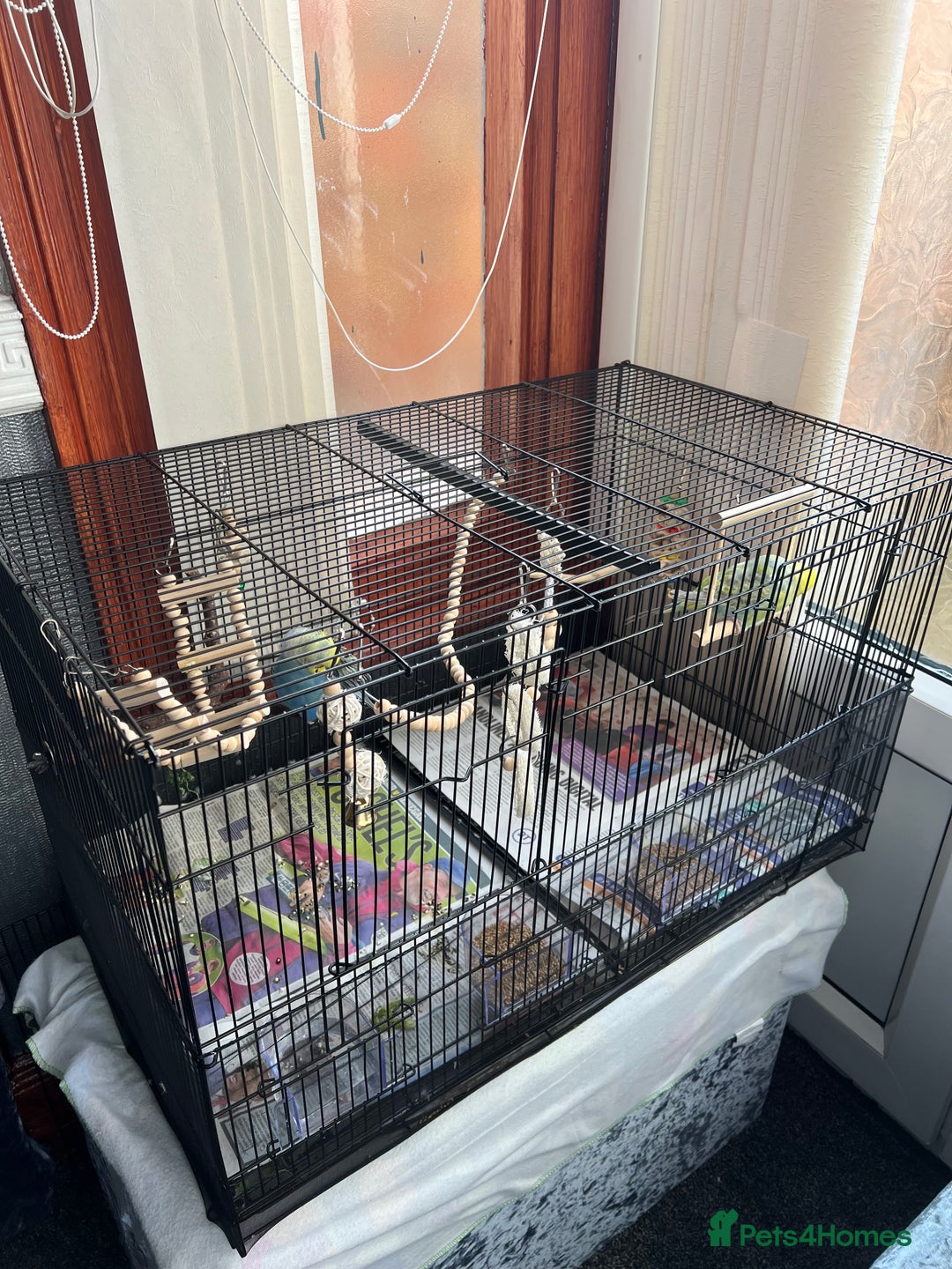 Budgerigars birds for sale: Budgies for sale 2 females with cage and food - Image 2