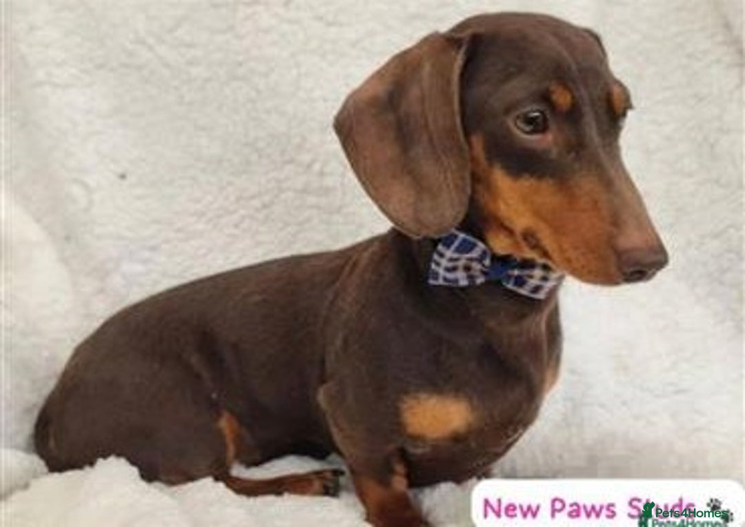 Miniature Dachshund dogs for sale: Miniature Dachshund Puppies for Sale - Image 6