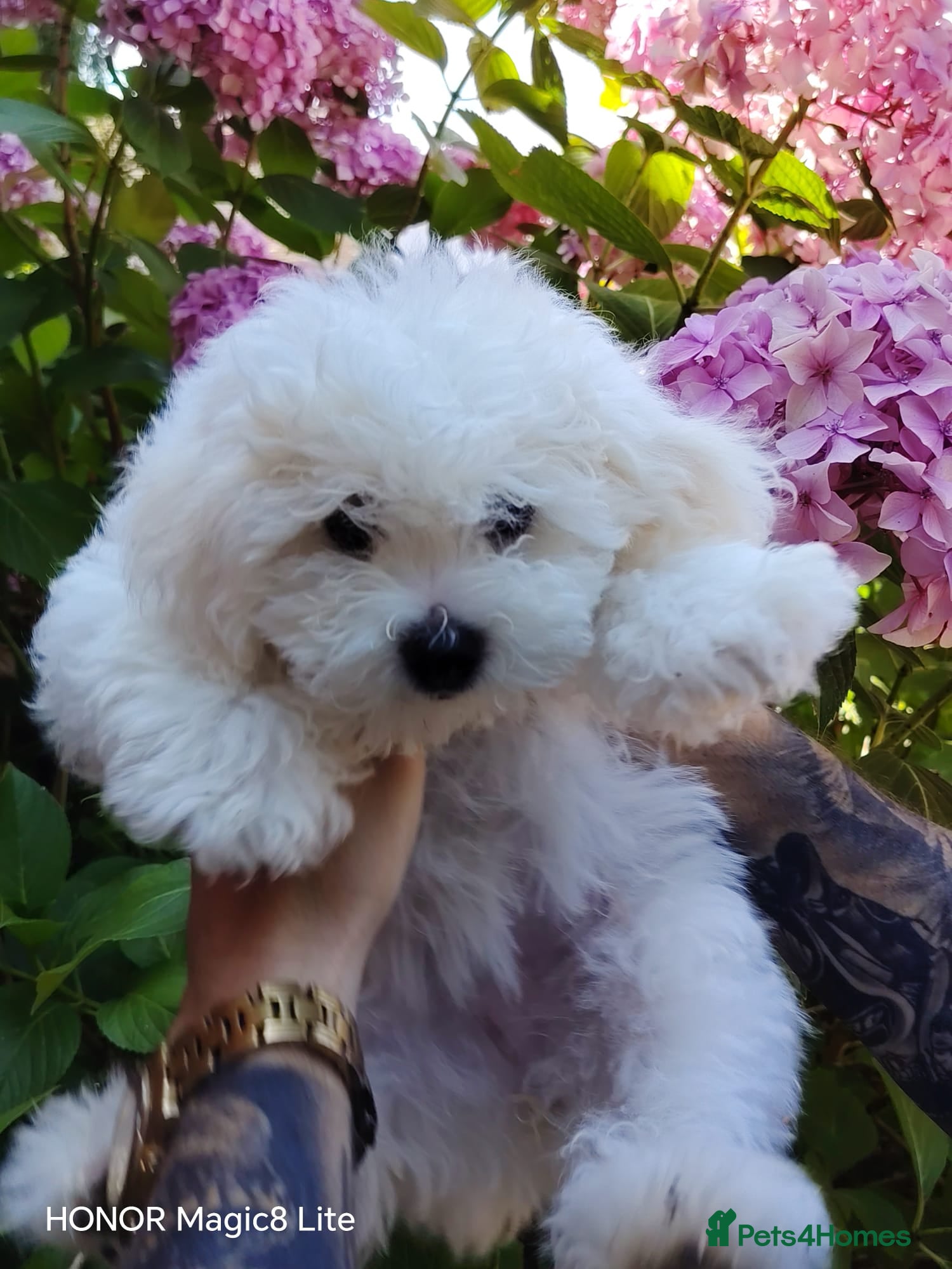 Bichon Frise dogs Bichon Frise (last girl left ) - Advert 1