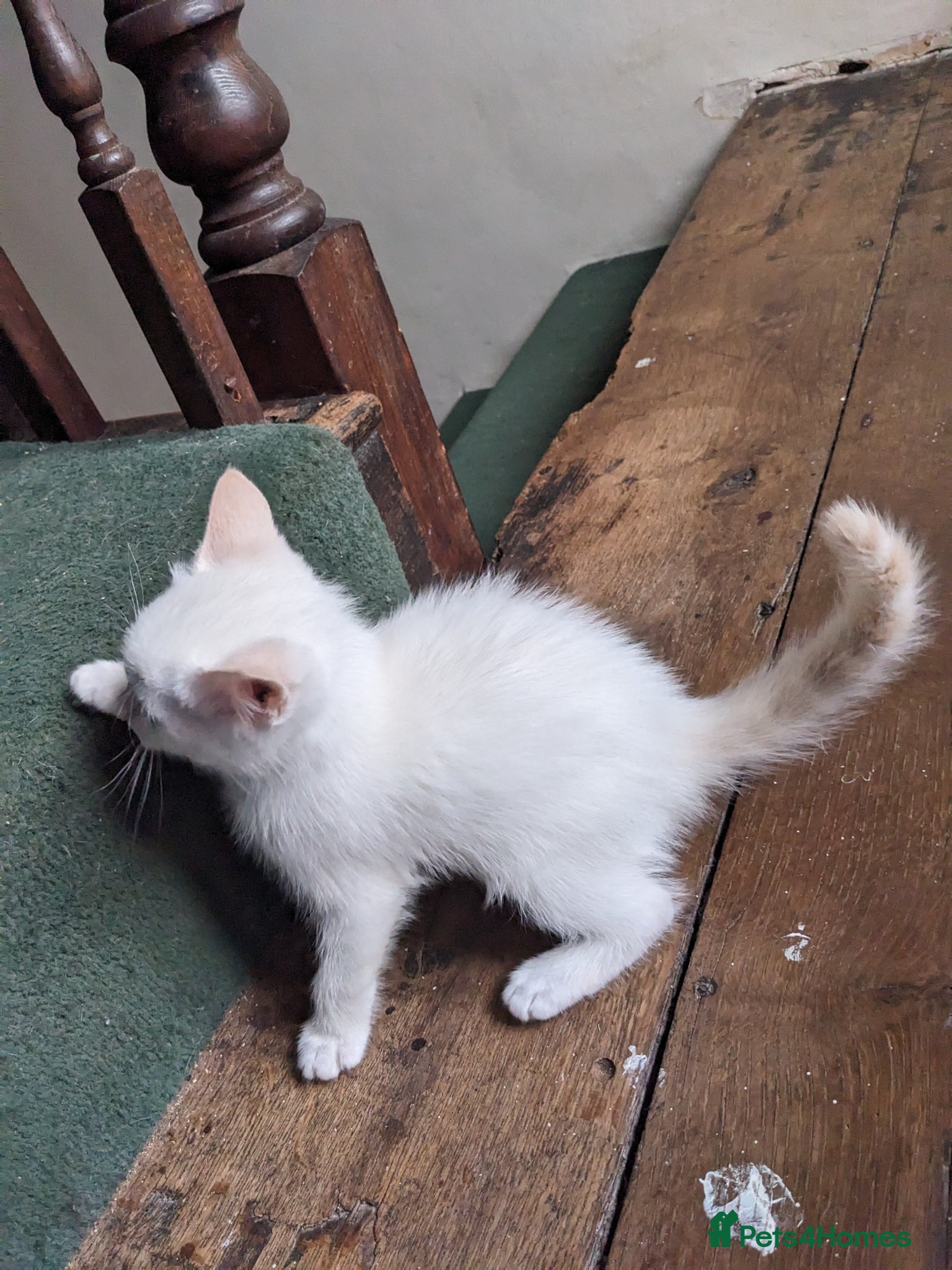 Mixed Breed cats for sale: Gorgeous Cuddly Kittens. Quarter Ragdoll  - Advert 6