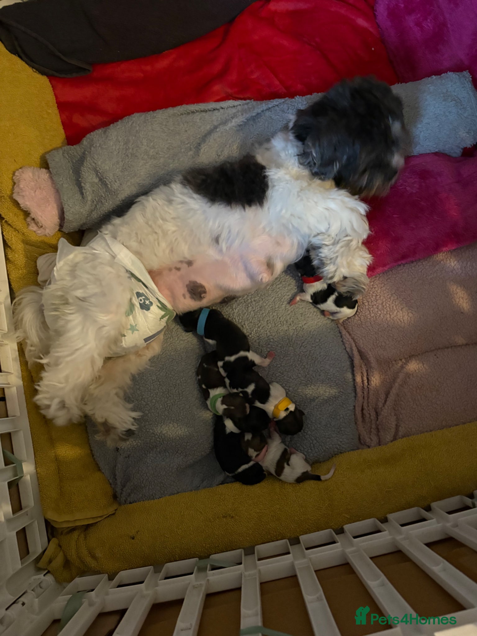 Mixed Breed dogs 6 beautiful shichon puppies  - Advert 1