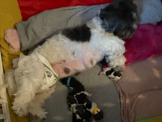 Mixed Breed dogs 6 beautiful shichon puppies - Advert 1